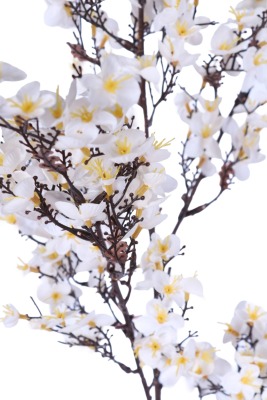 Yapay Erik Çiçeği Dalı ( Sakura) 95 Cm Beyaz - 3