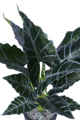 Yapay Fil Kulağı Bitkisi 120 cm Bohem Siyah Saksıda - 3