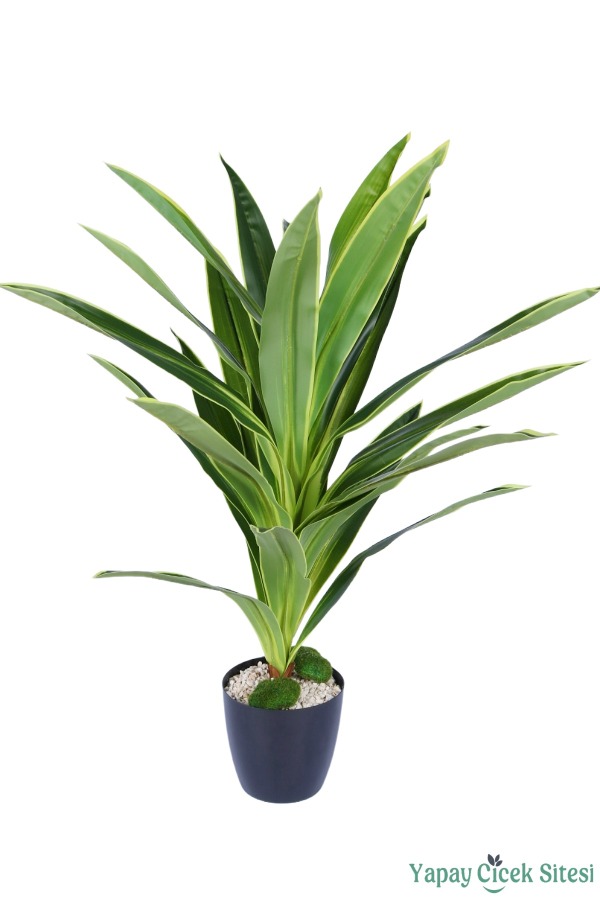 Plastik Saksıda Dracena Ağacı Limon Yeşili 105 cm - 1