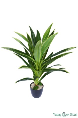Plastik Saksıda Dracena Ağacı Limon Yeşili 105 cm - 3