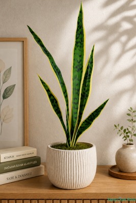 Yapay Paşa Kılıcı Bitkisi 72cm Yeşil-Sarı - 2